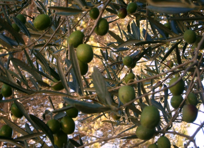 olive MANIPURA LIVING