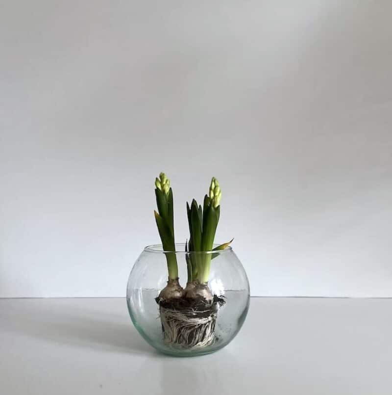 Glasvase / lysestage – Bocal Klar Ø20 cm - Billede 2