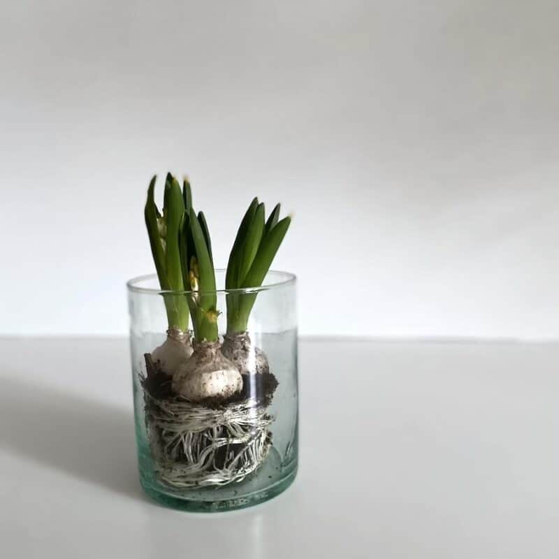 Lysestage / Vase - Casablanca Klar H20 cm - Billede 3